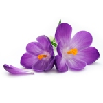 Purple-Flower-Textile-Designs